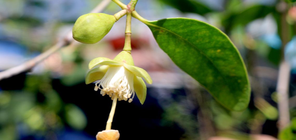 rpf-especie-invasora-manguezal-2024-04-1140