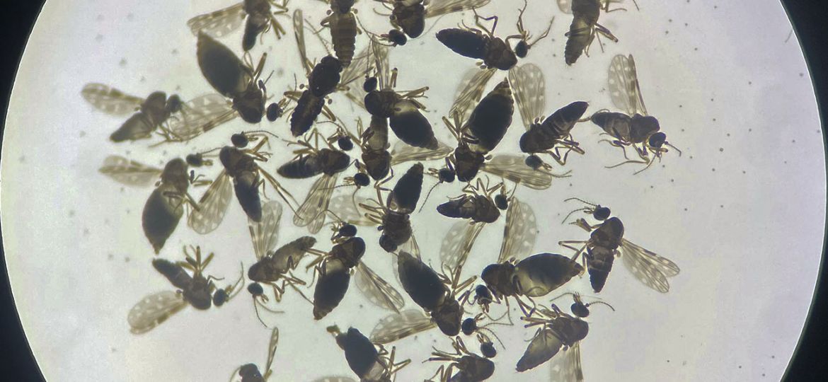 Culicoides paraensis 3
