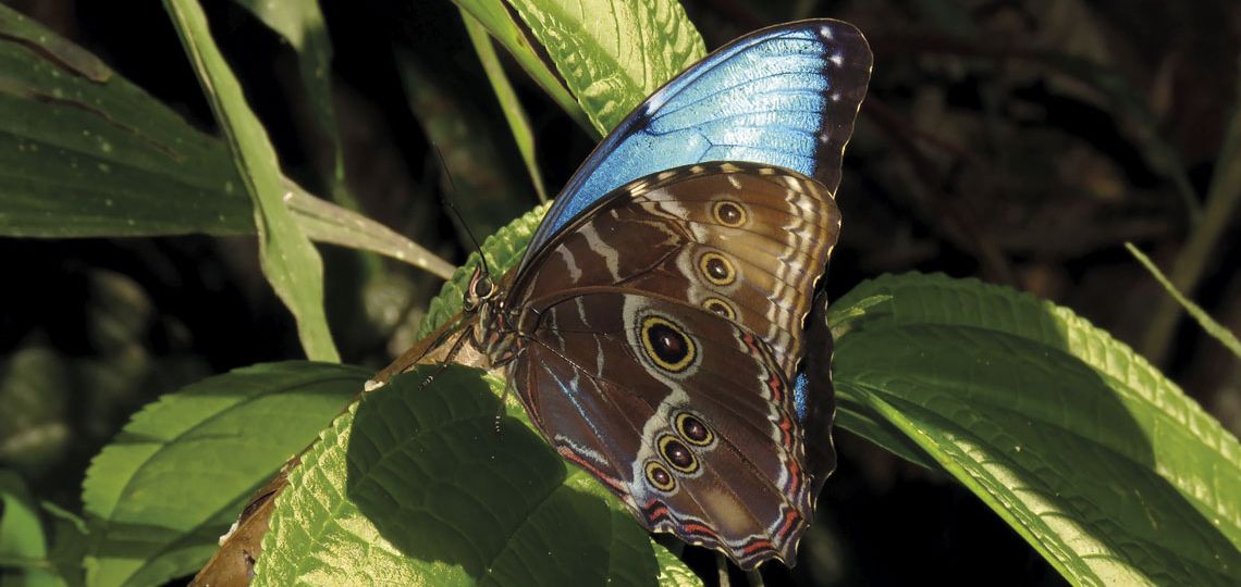 RPF-borboleta-azul-morpho-helenor-2025-04-1140
