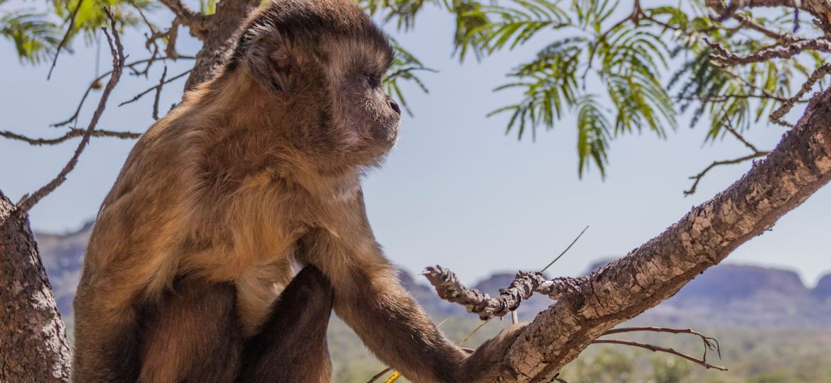 Monkey on a tree