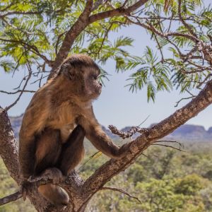 Monkey on a tree