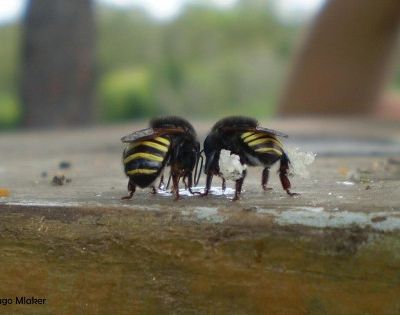 Geoprópolis da Melipona quadrifasciata eliminou totalmente as larvas de Aedes aegypti em 48 horas (foto: Thiago Mlaker/Wikimedia Commons)