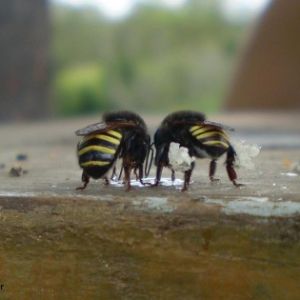 Geoprópolis da Melipona quadrifasciata eliminou totalmente as larvas de Aedes aegypti em 48 horas (foto: Thiago Mlaker/Wikimedia Commons)