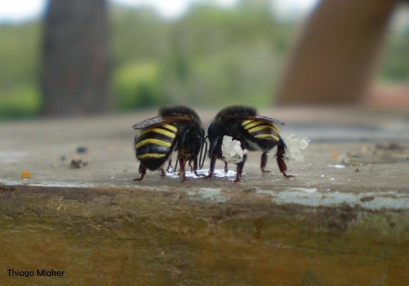Geoprópolis da Melipona quadrifasciata eliminou totalmente as larvas de Aedes aegypti em 48 horas (foto: Thiago Mlaker/Wikimedia Commons)